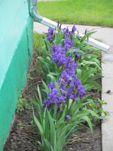 All the irises in full bloom.