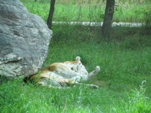 Tiger sleeping at the zoo. I want to do this every time we go to Bismarck.