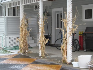 Corn stalks tied up for fall decorations.
