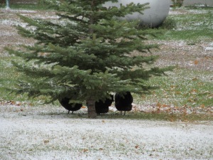 The neighbor's chickens were hiding under the evergreen tree trying to stay warm.