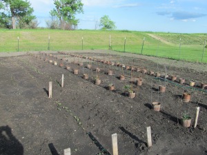 Radishes are up in the foreground.